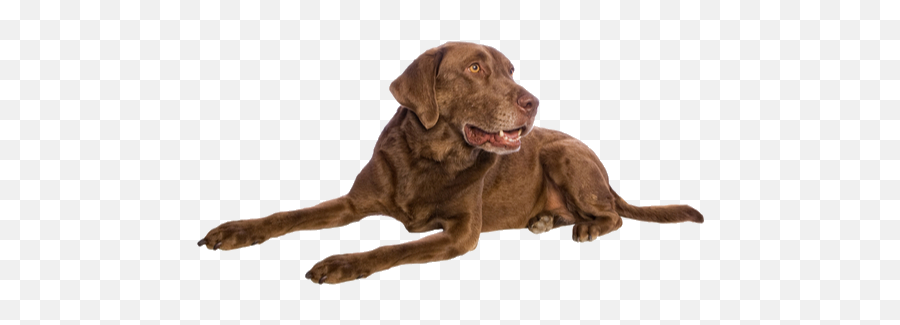 Chesapeake Bay Retriever Breed Facts And Information Petcoach - Chesapeake Bay Retriever Ear Emoji,Pet Emotions Chart