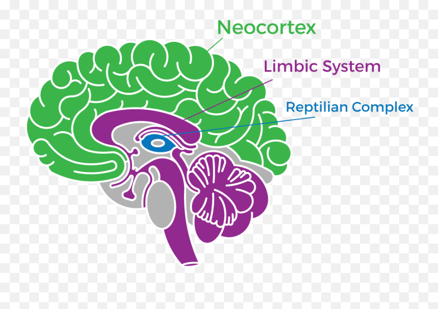 Placebo Effect And Neuroplasticity Proof Of Brain Power - Human Brain Emoji,Neo Cortex And Emotions