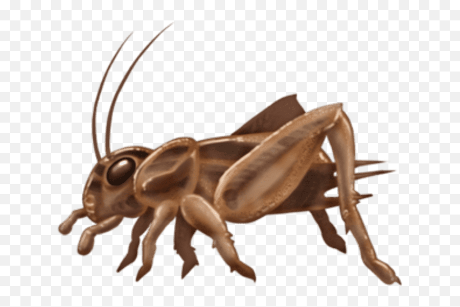 There Are 69 New Emoji Candidates - Wallpapers With Insects,Crickets Emoji