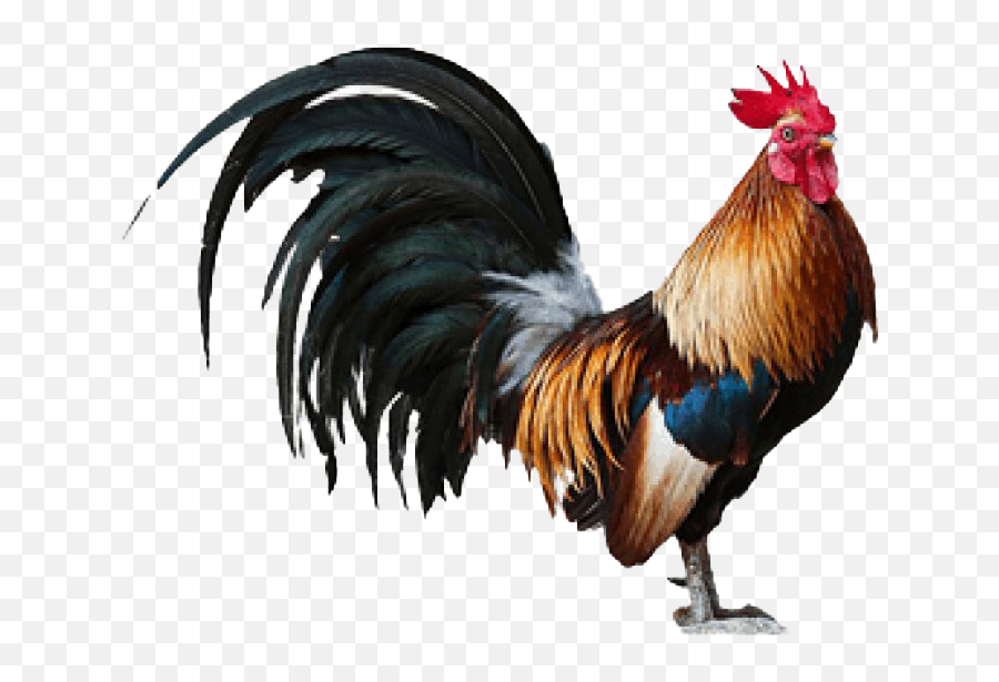 Cock Png Free Download Png Arts - Does The Cock Say Emoji,Hen Emoji Transparent Png