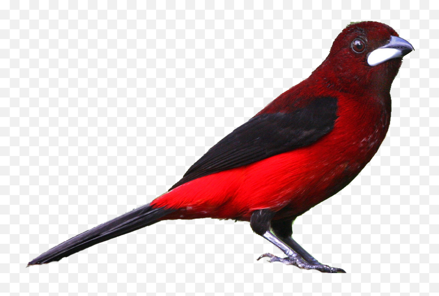 Free Realistic Birds Cliparts Download - Realistic Red Bird Drawing Emoji,Oriole Emoji