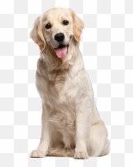 Dog Png File - Dog Png Emoji,Pet Emoji Psd