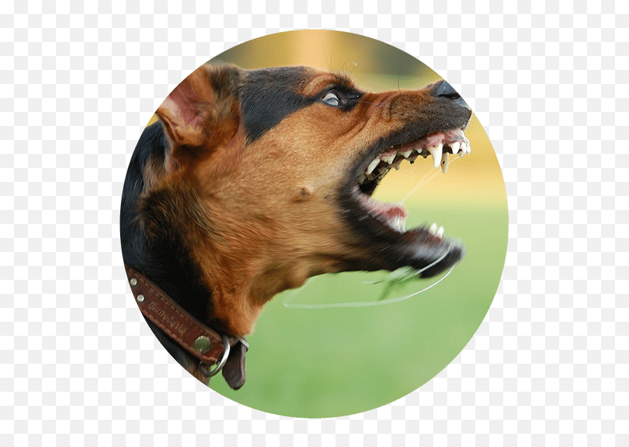 San Tan Valley Dog Bite Lawyers - Aggressive Doberman Emoji,Dog Showing Emotion Tumblr