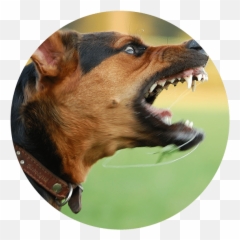 San Tan Valley Dog Bite Lawyers - Aggressive Doberman Emoji,Dog Showing Emotion Tumblr