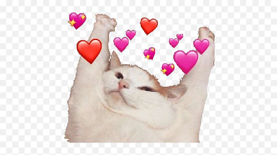 Freetoeditlove Cute Cat Gato Meme Heart Hearts - Kucing Stiker Wa Emoji,Cat Emoticons