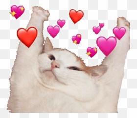 Freetoeditlove Cute Cat Gato Meme Heart Hearts - Kucing Stiker Wa Emoji,Cat Emoticons