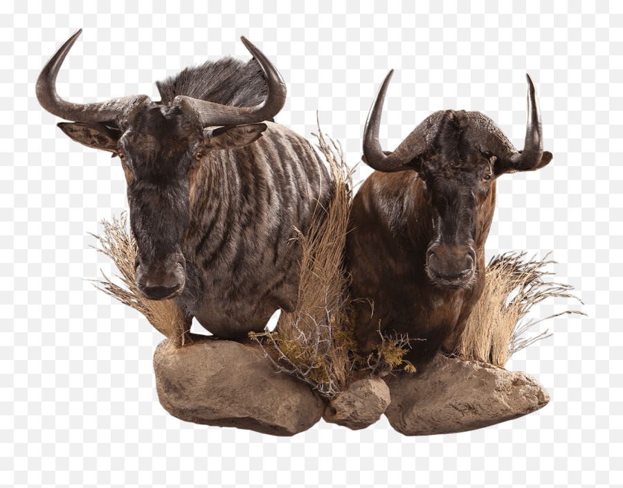 Black U0026 Blue Wildebeest Wb105 Our Work Kanati Studio Emoji,Emoji Bull Horn