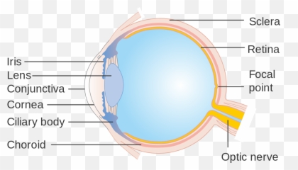 Diagram Pig Eyes Diagram Full Version Hd Quality Eyes - Eye Emoji,Pervy Eyes Emoji