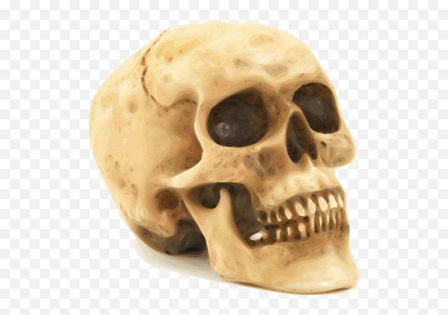 Semi - Realistic Skull Clip Art Image Clipsafari Human Skull Emoji,Pirate Flag Emoji