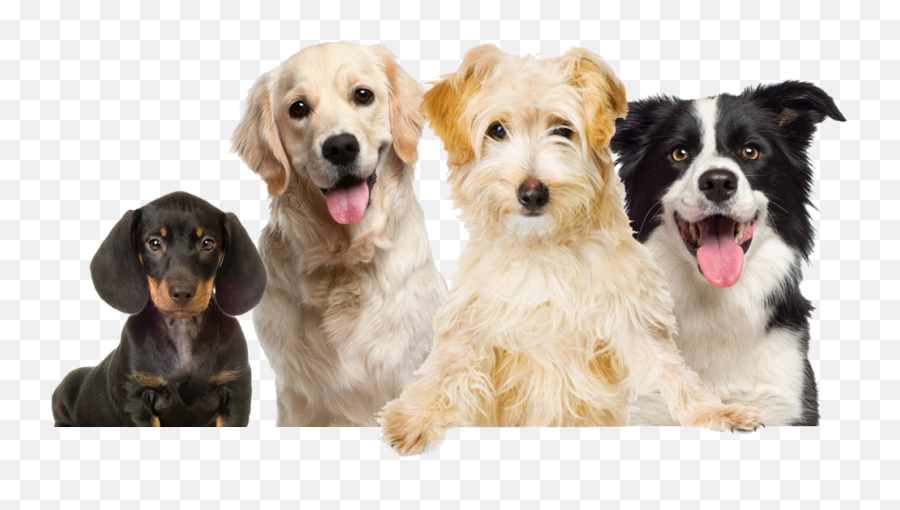 Download Labrador Pet Dog Food Grooming - Happy Dogs No Background Emoji,Happy Birthday Emoticons With Labrador Retriever