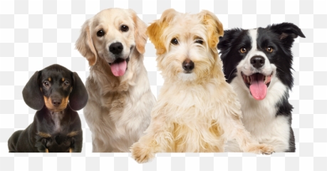 Download Labrador Pet Dog Food Grooming - Happy Dogs No Background Emoji,Happy Birthday Emoticons With Labrador Retriever