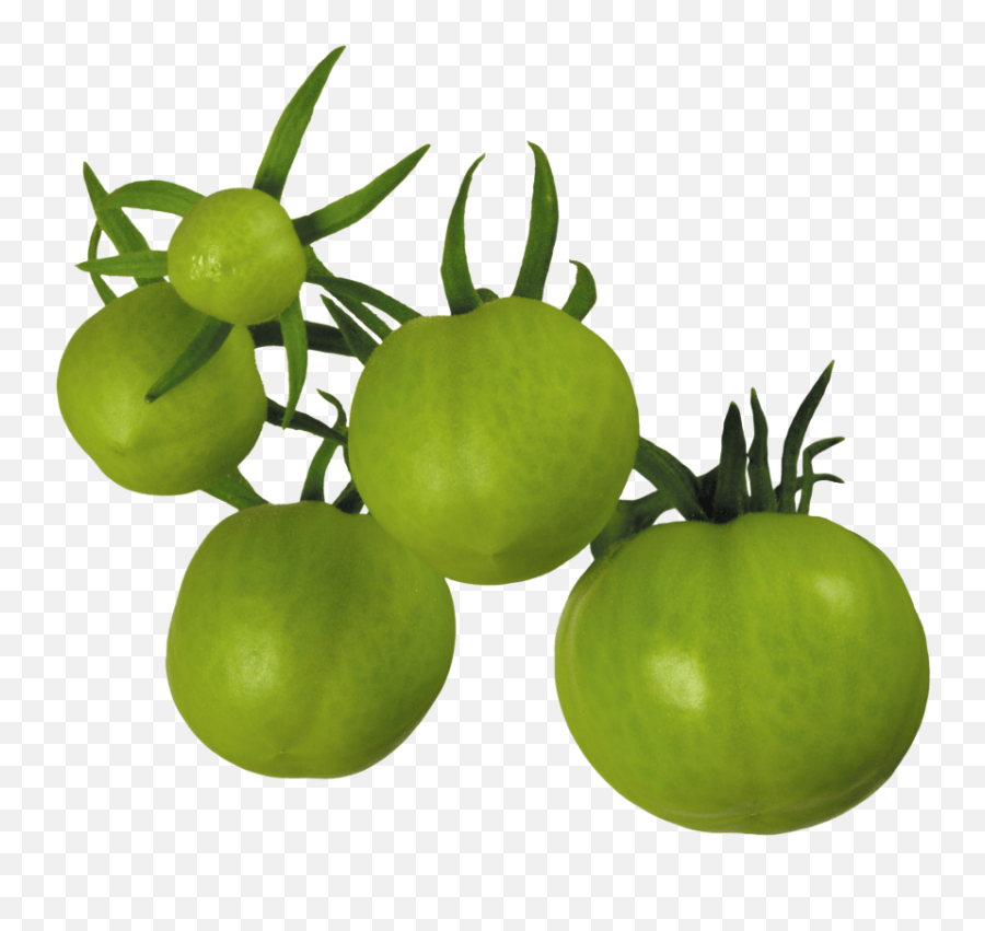 Tomatoes Clipart Green Tomato Tomatoes Green Tomato - Green Tomato Png Emoji,Tomato Emoji