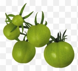 Tomatoes Clipart Green Tomato Tomatoes Green Tomato - Green Tomato Png Emoji,Tomato Emoji