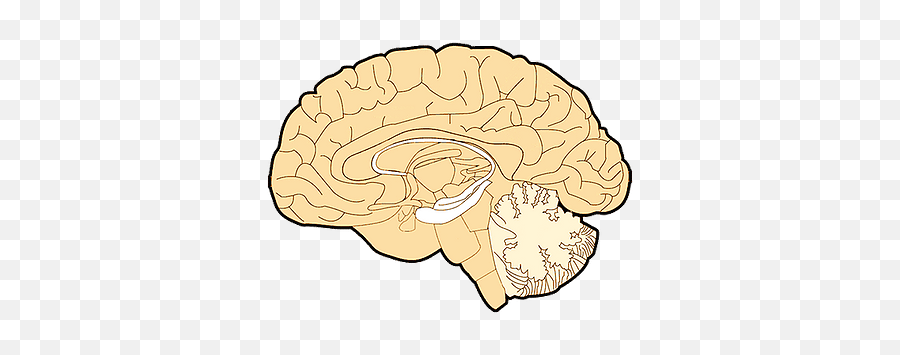 The Brain Vitaevapor - Brain Emoji,Chemical Formula Of Emotions