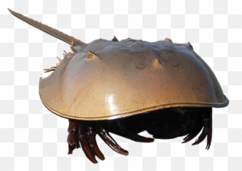 Horseshoe - Crabtouchedup The Wetlands Institute Emoji,Horseshoe Emoticon On Fb