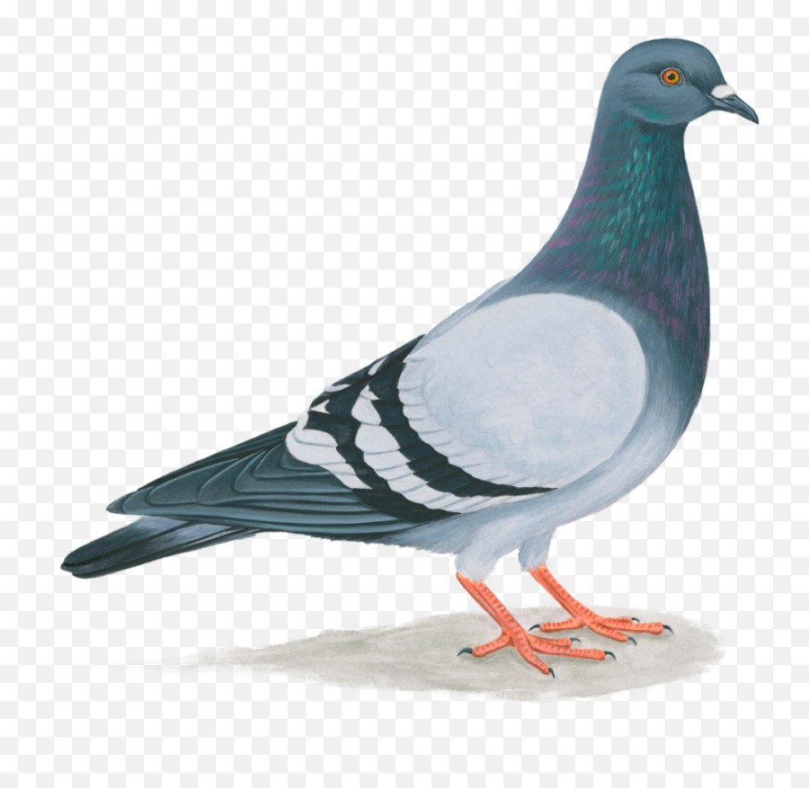 Apsr Bulletin Emoji,Li Xi Emoji