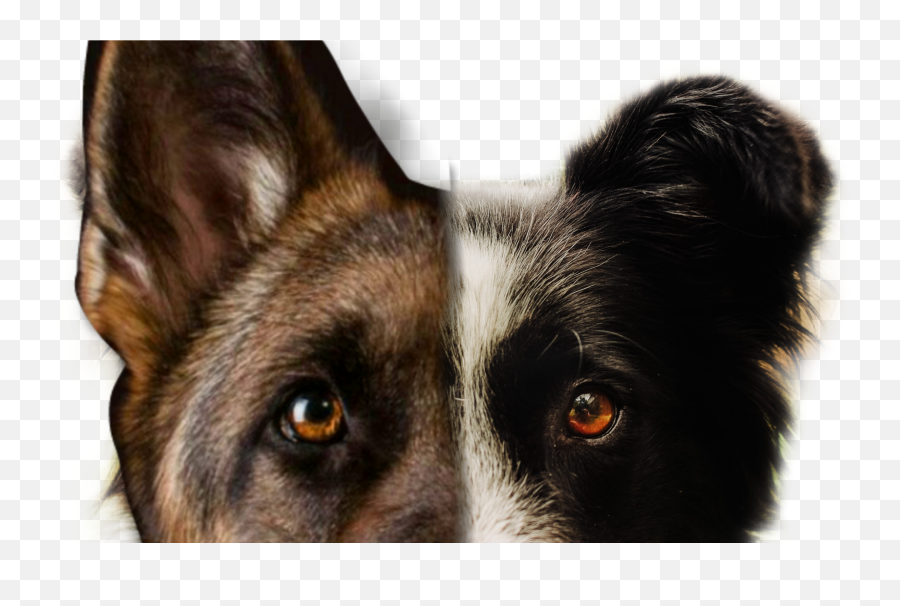 Border Collie And Nmecký Ovák Sticker By Nikil - Northern Breed Group Emoji,Border Collie Emoji