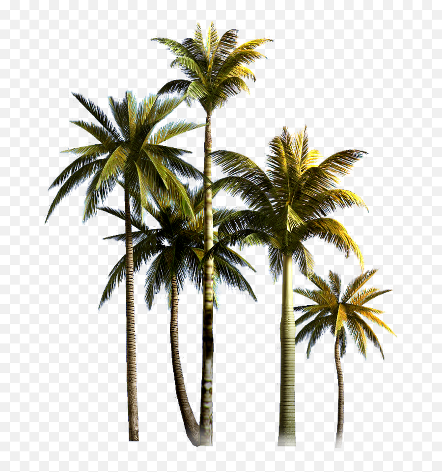 Download Coconut Grove Tree Euclidean - Coconut Tree Background Png Emoji,Palm Tree Emoticon