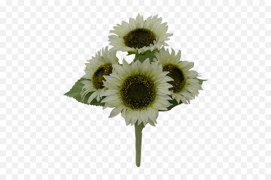 11 Sunflower Bush Blue 4 - Common Sunflower Emoji,Facebook Sunflower Emoticons