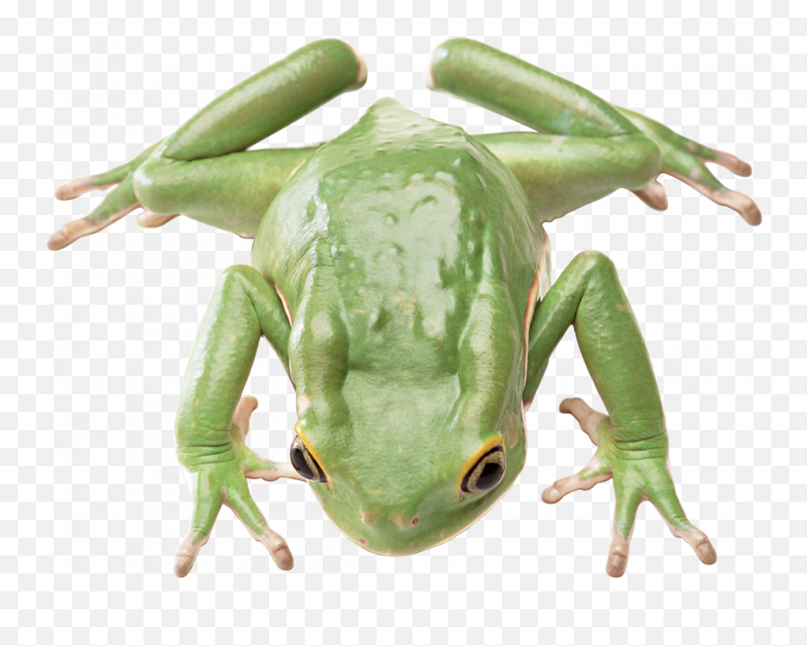 Green Frog Png Photos U2013 Png Lux Emoji,Poison Discord Emojis
