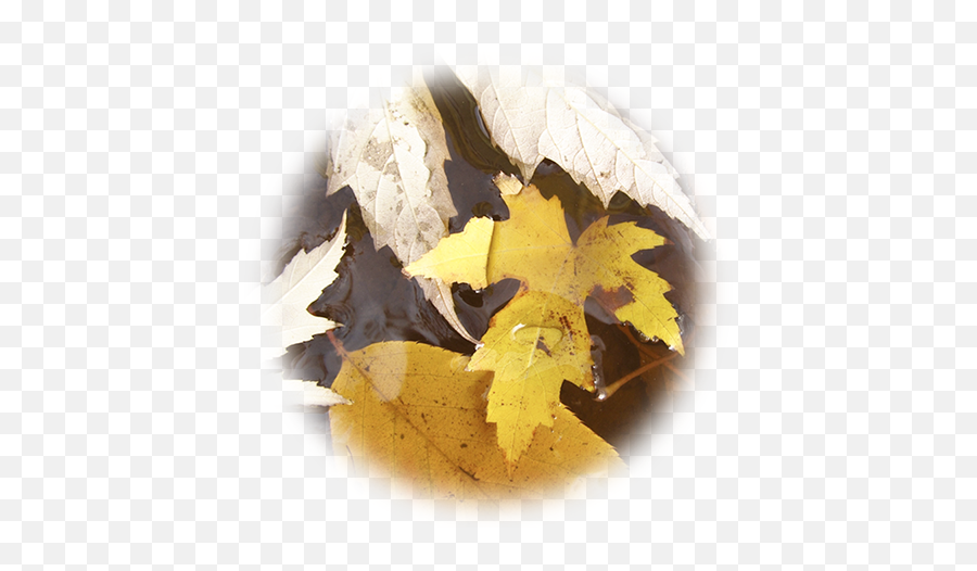 Encuesta De Calidad Funecat - Maple Leaf Emoji,Encuestas De Satisfacción Por Medio De Emojis Encuesta De Calidad Funecat - Maple Leaf Emoji,Encuestas De Satisfacción Por Medio De Emojis