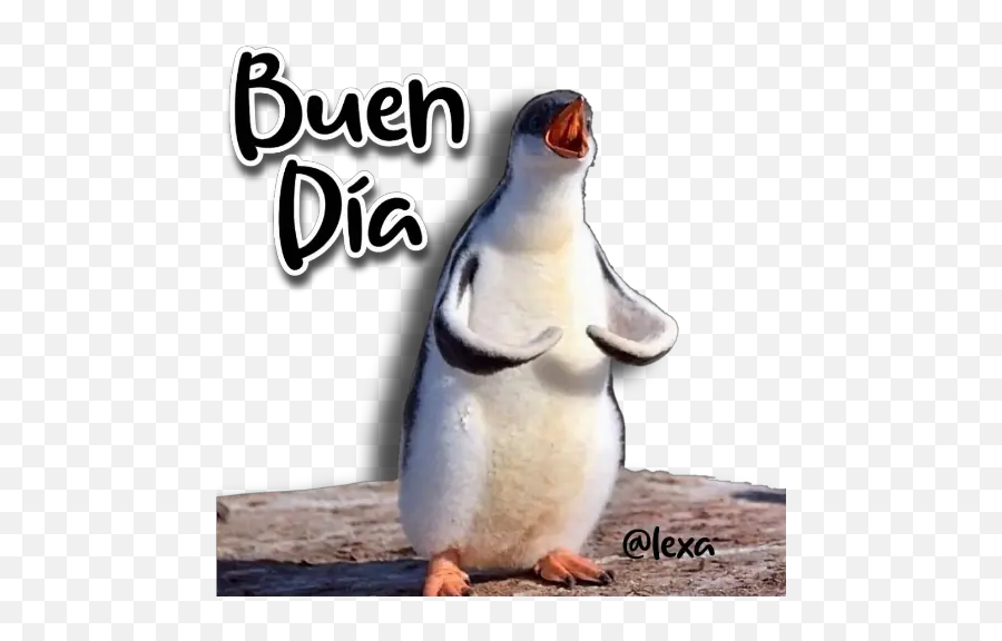 Sticker Maker - Animalitos Angy Penguin Emoji,Emoji De Callate