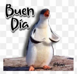 Sticker Maker - Animalitos Angy Penguin Emoji,Emoji De Callate