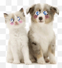 Top Dog Trick Cute Stickers For Android - Shetland Sheepdog Blue Merle Emoji,Dog Emoji Android