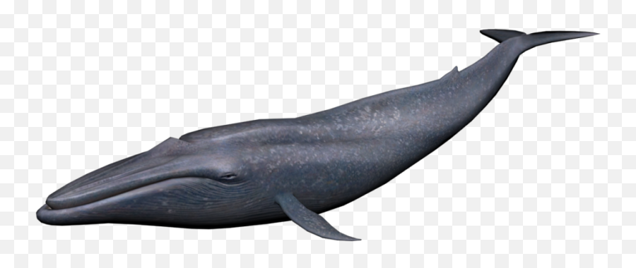 Clipart Whale Blue Object Clipart Whale Blue Object - Transparent Background Blue Whale Png Emoji,Whale Emoji Plush