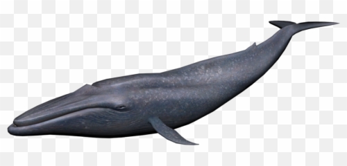 Clipart Whale Blue Object Clipart Whale Blue Object - Transparent Background Blue Whale Png Emoji,Whale Emoji Plush