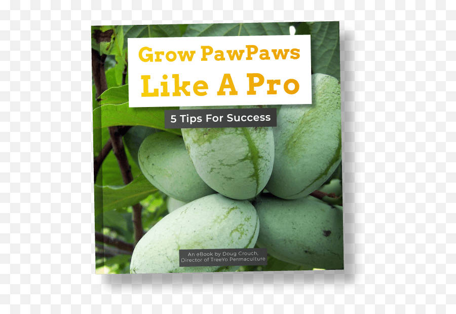 Join The Paw Paw Master Class - Paw Paw Emoji,Energy Emotions Paw Paw
