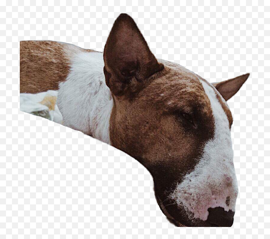 Dog Cute Laydown Sleepy Sleep Sleeping Sticker By - Collar Emoji,Lay Down Emoji