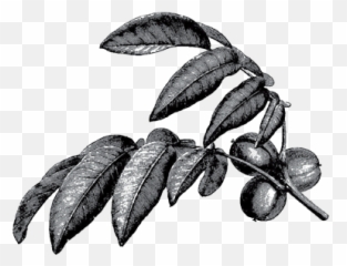 38 - Twig Emoji,Trees 'express Emotions And Make Friends'...