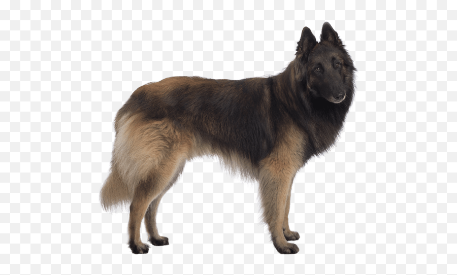 Belgian Tervuren Dog Breed Facts And Information - Wag Tervuren Dog Emoji,German Shepherd Dog Barking Emoticon