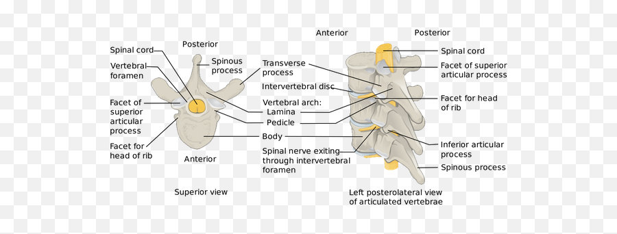 Can Coccyx Pain Cause A Pins - Vertebrae Connected Emoji,Feel Emotions In My Thighs