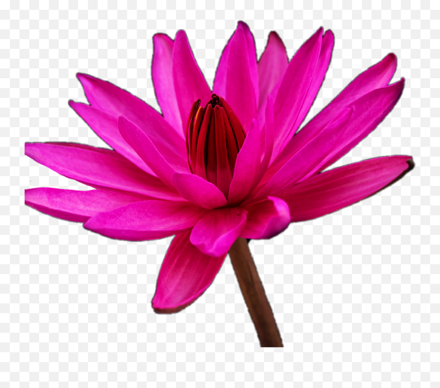 Water Lily Flower Pink Jhyuri Sticker By Jhyu - Girly Emoji,Lily Flower Emoji