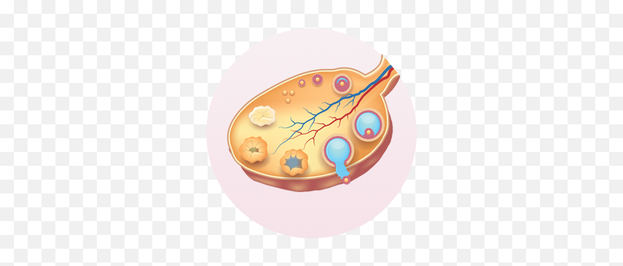 Menstruation U2013 Menstrin - Dish Emoji,Emotions During Menstrual Cycle