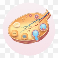 Menstruation U2013 Menstrin - Dish Emoji,Emotions During Menstrual Cycle