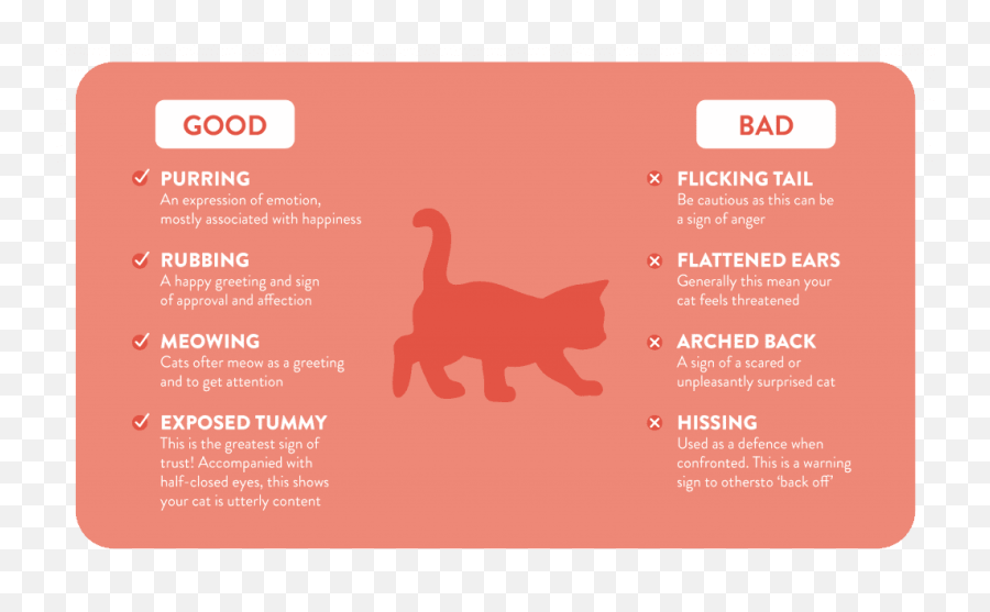 Training Your Cat - Cat Emoji,Cat Emotion