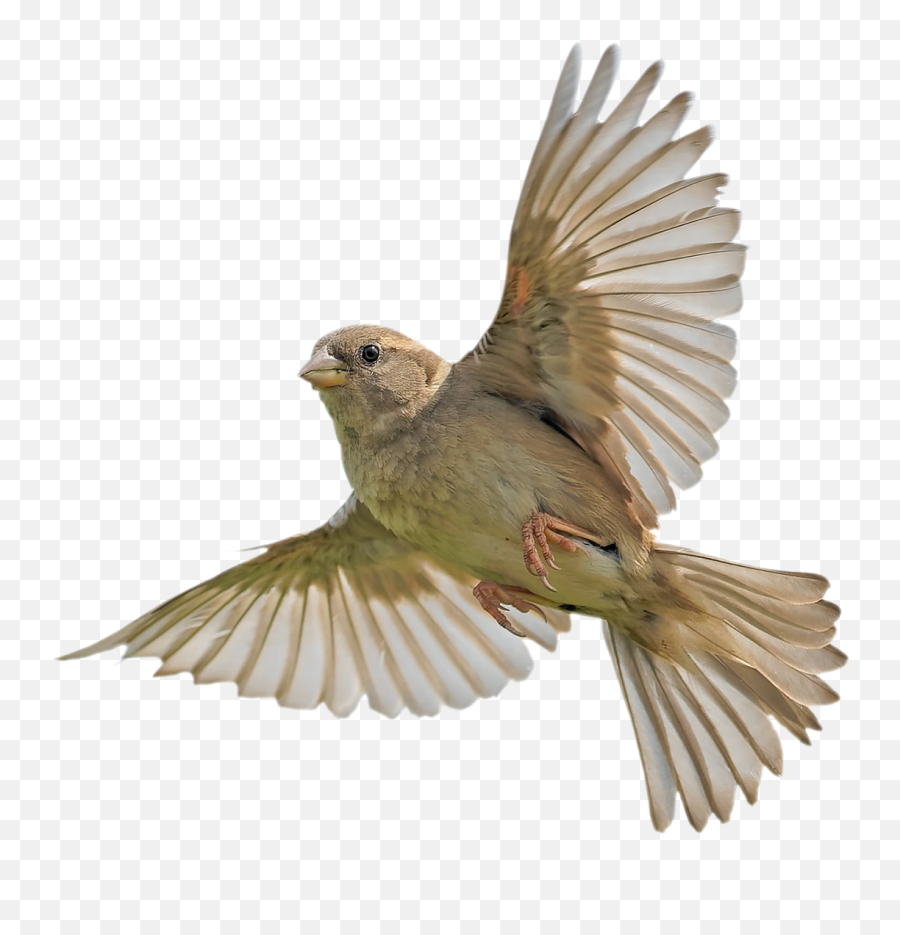 Sparrow Bird - House Sparrow Emoji,Finch Emoji