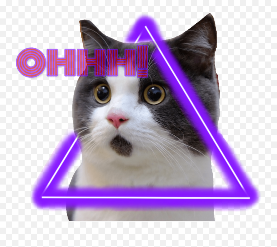 Ohhh Omg Cat Sticker By Fernanda Martinez - Con Mèo D Thng Nht Th Gii Emoji,Ohhh Emoji