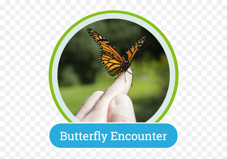 Lukas Nursery - Monarch Butterfly Emoji,Emotion Butterflies For Sale