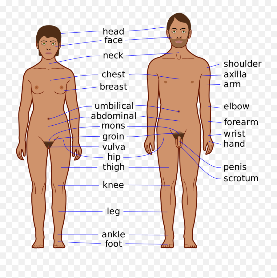 Body Chest - Men Body Parts Emoji,Pec Muscle Emojis