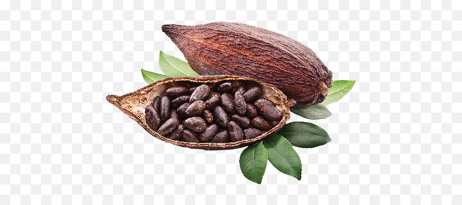 Jacobs Professional Bankett Medium - Cocoa Plant Png Emoji,Emotion Beans