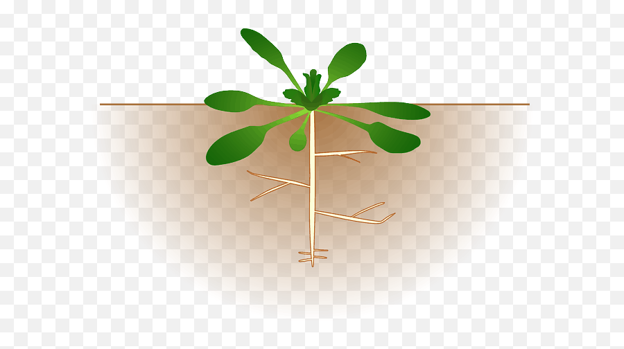 The Root Of Weakness - Fixing Mindset Strengths Alchemy Arabidopsis Plant Clipart Emoji,Dealing With Weak Emotions Quote