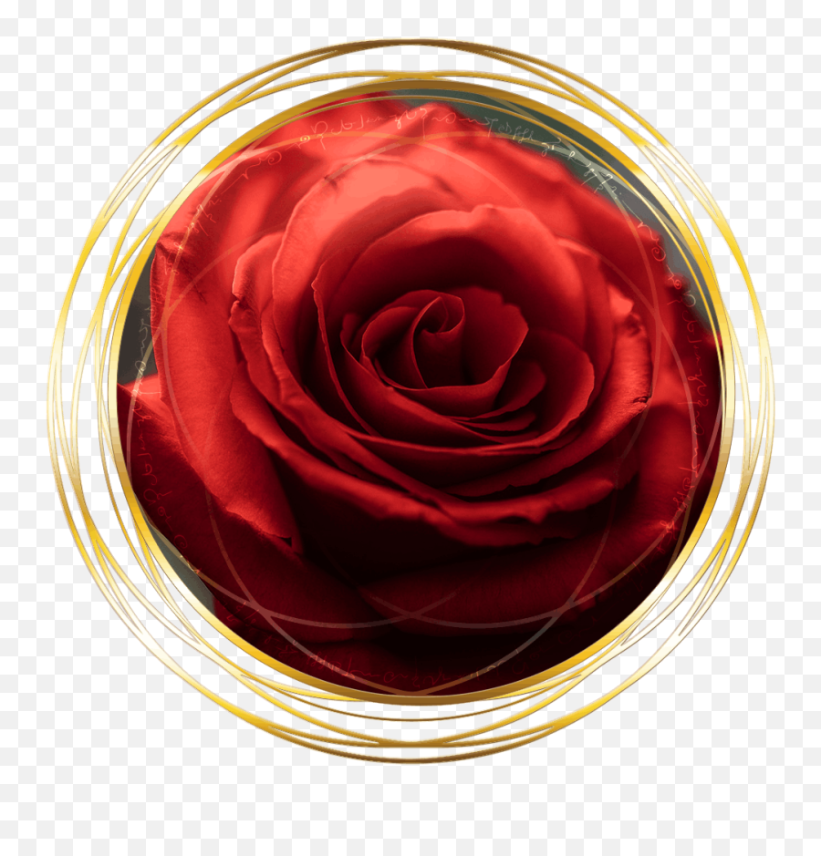 Magdalena Of The Rose Red Rose Transmission - The Rose Rose Emoji,Dragon Blood Red Emotion Feeling