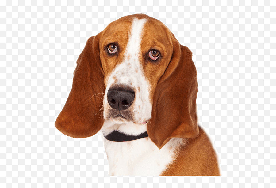 Weiner Dogs For Sale - Much Do Beagle Dogs Cost Emoji,Wiener Dog Emoticon