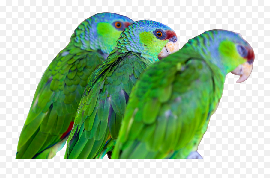 Home - Budgerigar Emoji,Blue Crown Conure Emotion