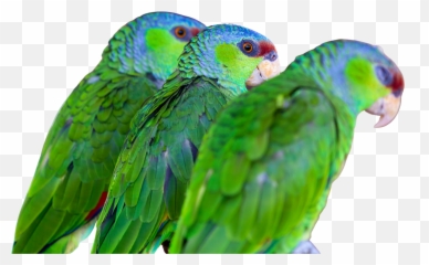 Home - Budgerigar Emoji,Blue Crown Conure Emotion