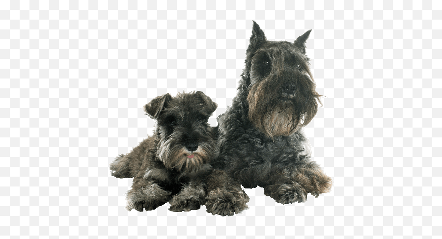 The Best Solution To Raise The Dog Ears - Tent Up Aktivas Schnauzer Corte De Orejas Emoji,Emotions Dog Ears Shapes